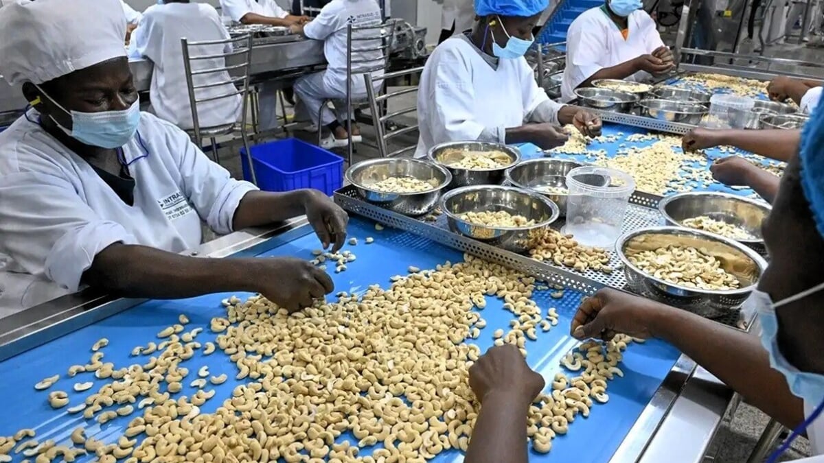 Dorado plant Cashew-Verarbeitungswerk für 18 Millionen $ in Yamoussoukro