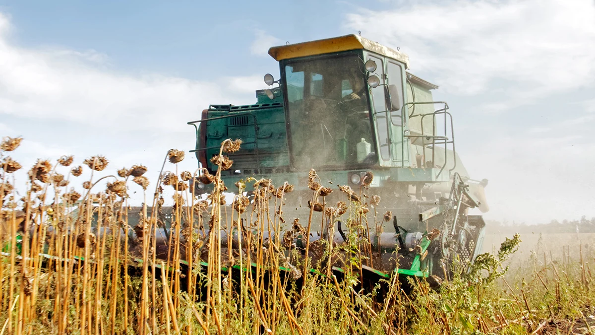 La sequía reduce el rendimiento del girasol en el sureste de Bulgaria