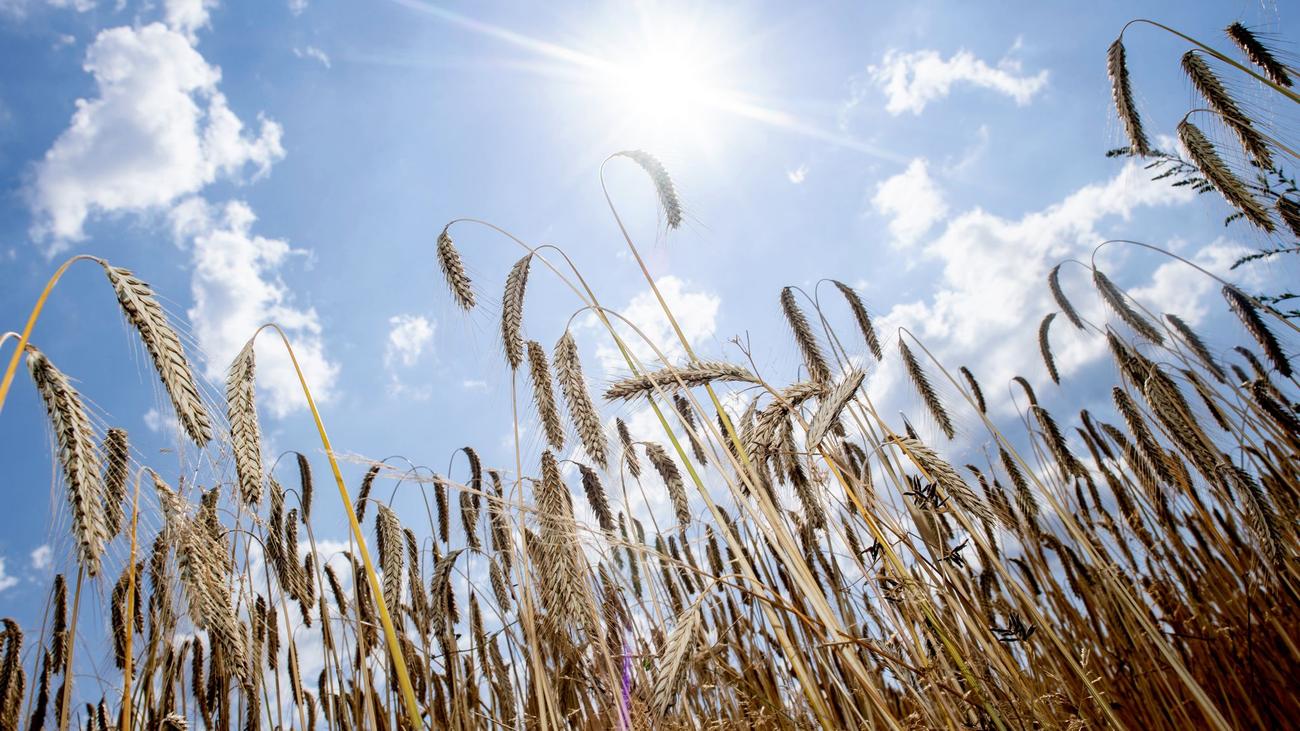 Drought Cuts Lower Saxony Grain Harvest and Tightens Potato Supply