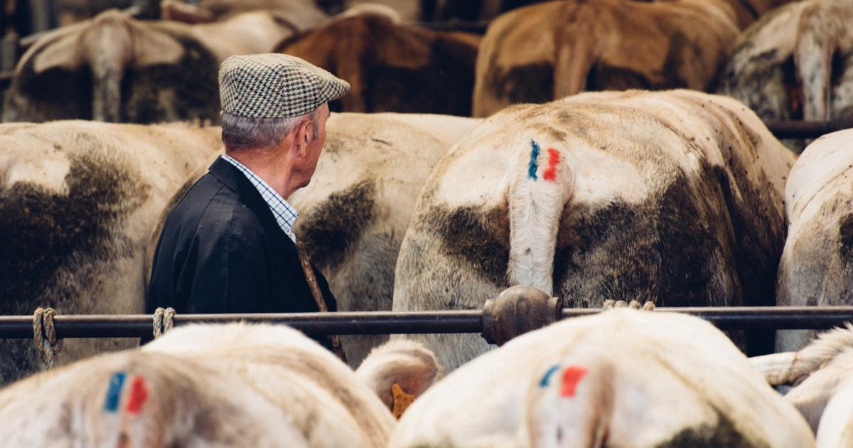 Dürre und schrumpfender Rinderbestand verschärfen Frankreichs Rindfleischkrise