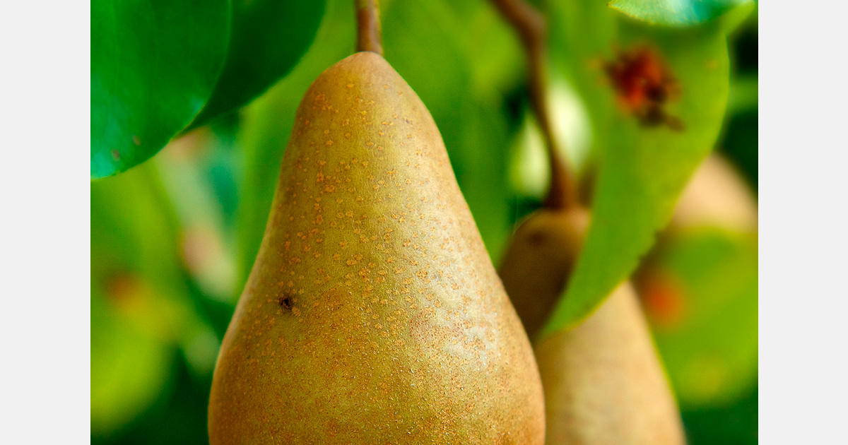 Ecuador Clears Path for Pear Imports from Italy’s Emilia-Romagna