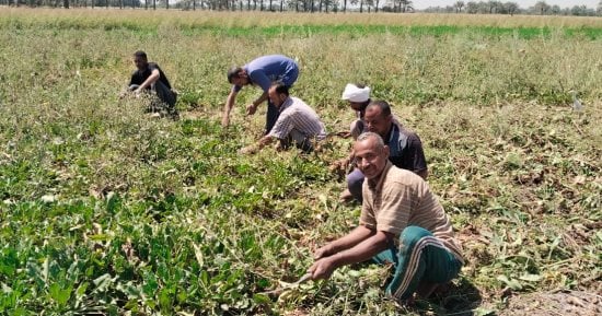 Ägypten meldet 10,5 Millionen Feddan Agrarfläche und rund 10 % weniger Weizenimporte