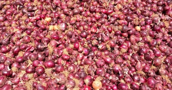 Las exportaciones agrícolas de Egipto alcanzan 6,8 millones de toneladas en 2026