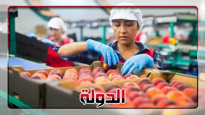 Ägypten exportiert in einer Woche rund 230.000 Tonnen Lebensmittel in 163 Länder