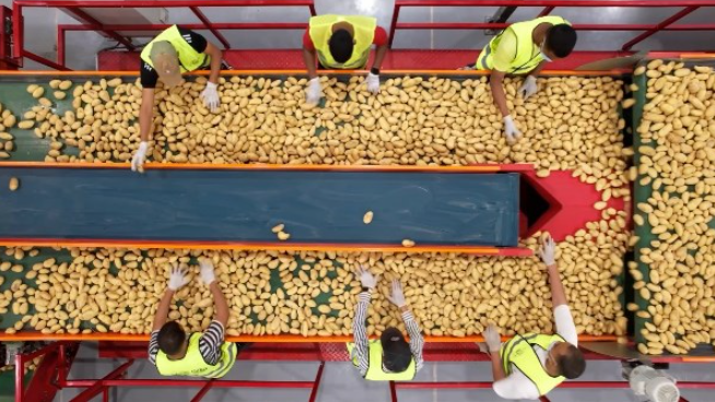 Las exportaciones egipcias de patata congelada suben un 19% a $253 millones en 2025