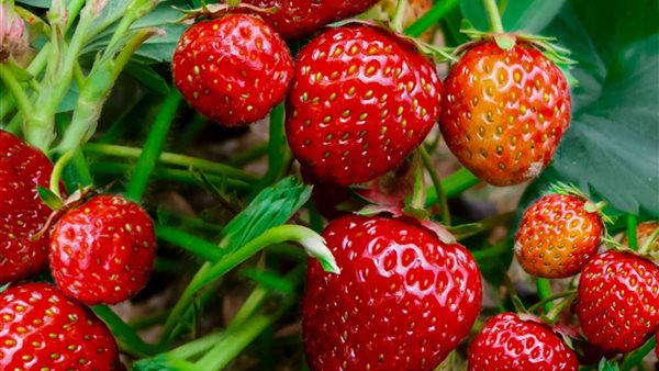 Ägypten erzeugt rund 502.000 Tonnen Erdbeeren pro Jahr