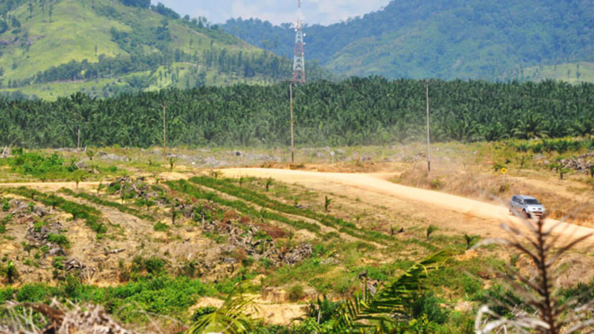 El-Niño-Risiko rückt Palmölproduktion und Preisentwicklung in den Fokus