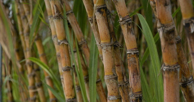 El Niño eleva risco para produtividade e ATR da cana no Brasil