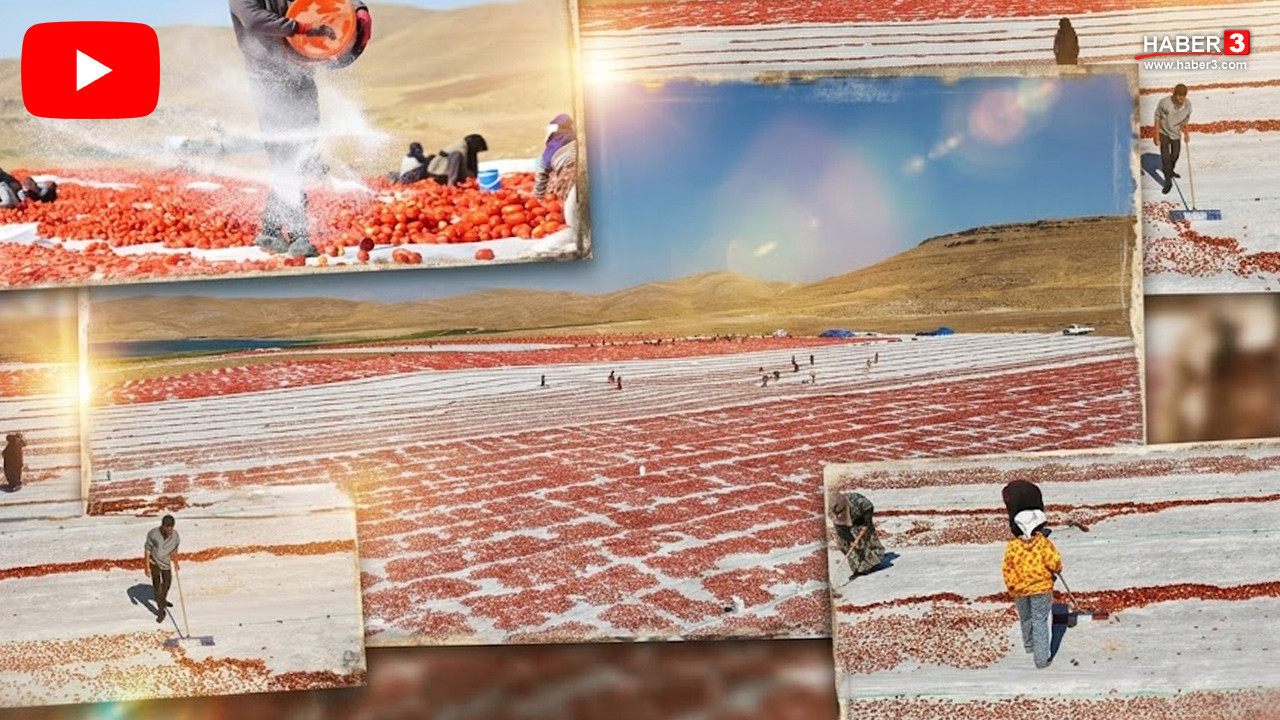 El clúster tomatero de Elazığ apunta a EE. UU. y Europa con una cosecha de 40.000 toneladas