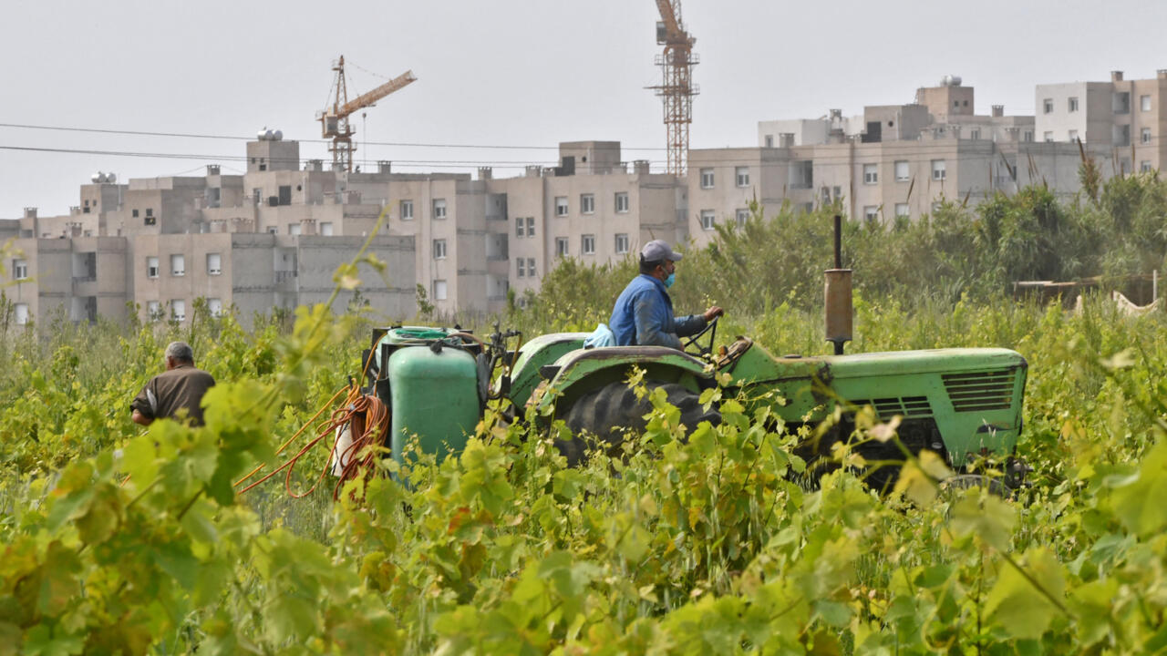 EU und Algerien starten zweijährige Partnerschaft für ökologische Landwirtschaft