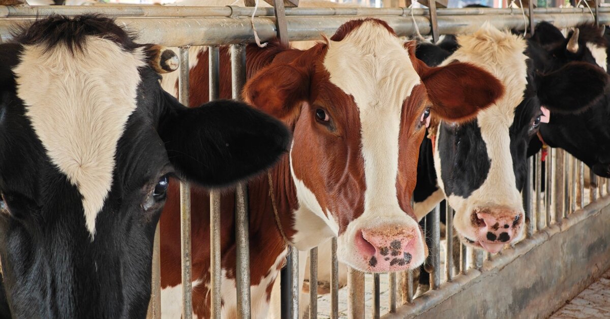 EU-Verhandlungsreform stärkt Litauens Milchbauern, garantiert aber keine höheren Preise