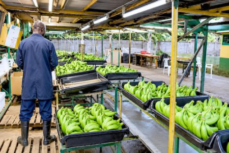 EU-Programm über 48,1 Millionen Euro steigert Kameruns Bananenerträge, nicht die Marktvielfalt