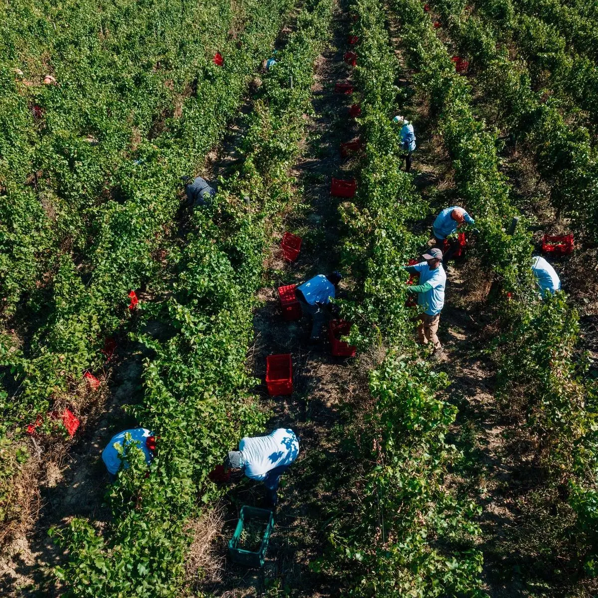 Brüssel gibt Grünlese, Krisendestillation und Rebflächenrodung für EU-Weinmärkte frei