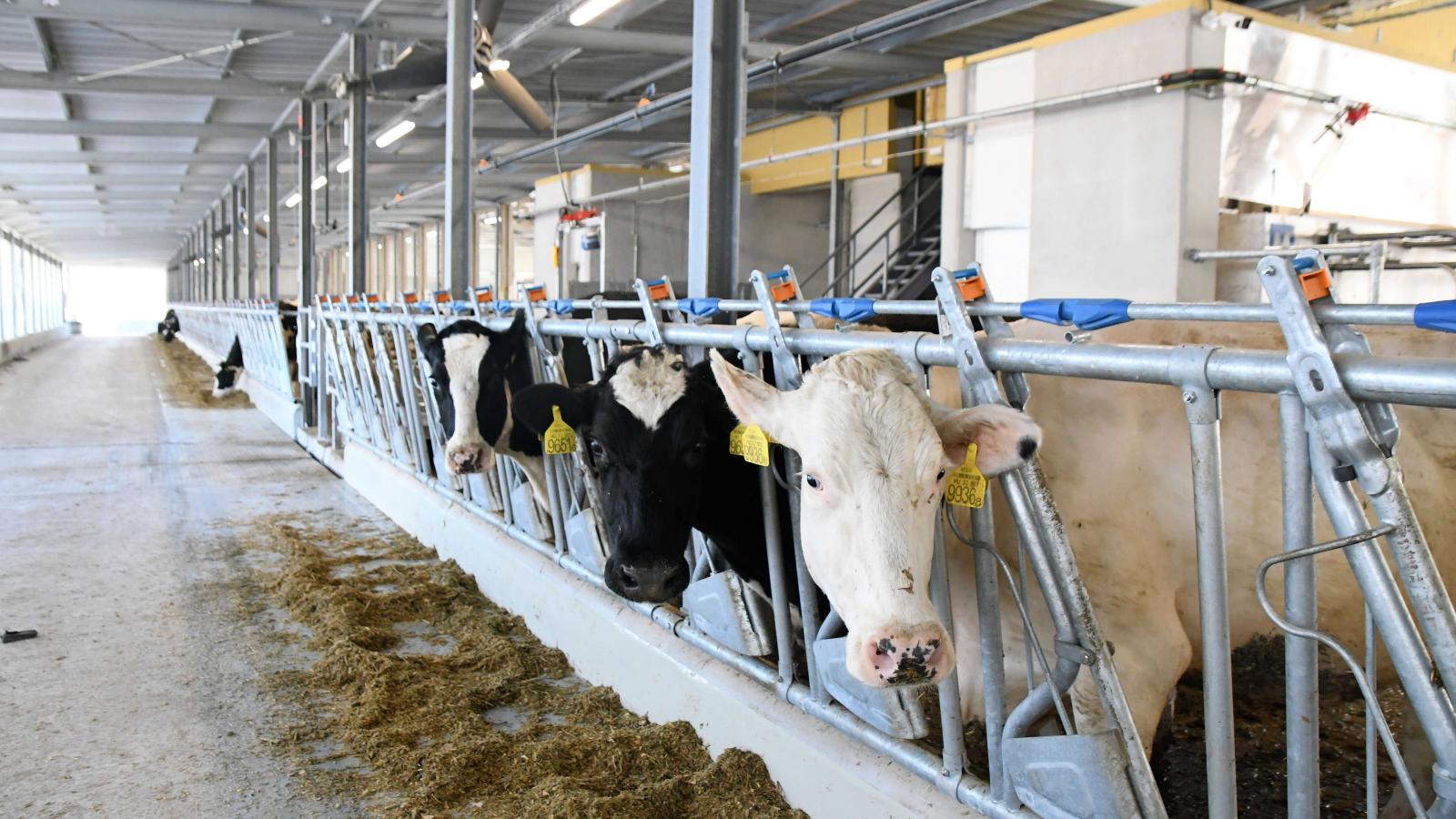 Цены на молочную продукцию в ЕС ищут дно, но давление на производителей Венгрии сохраняется