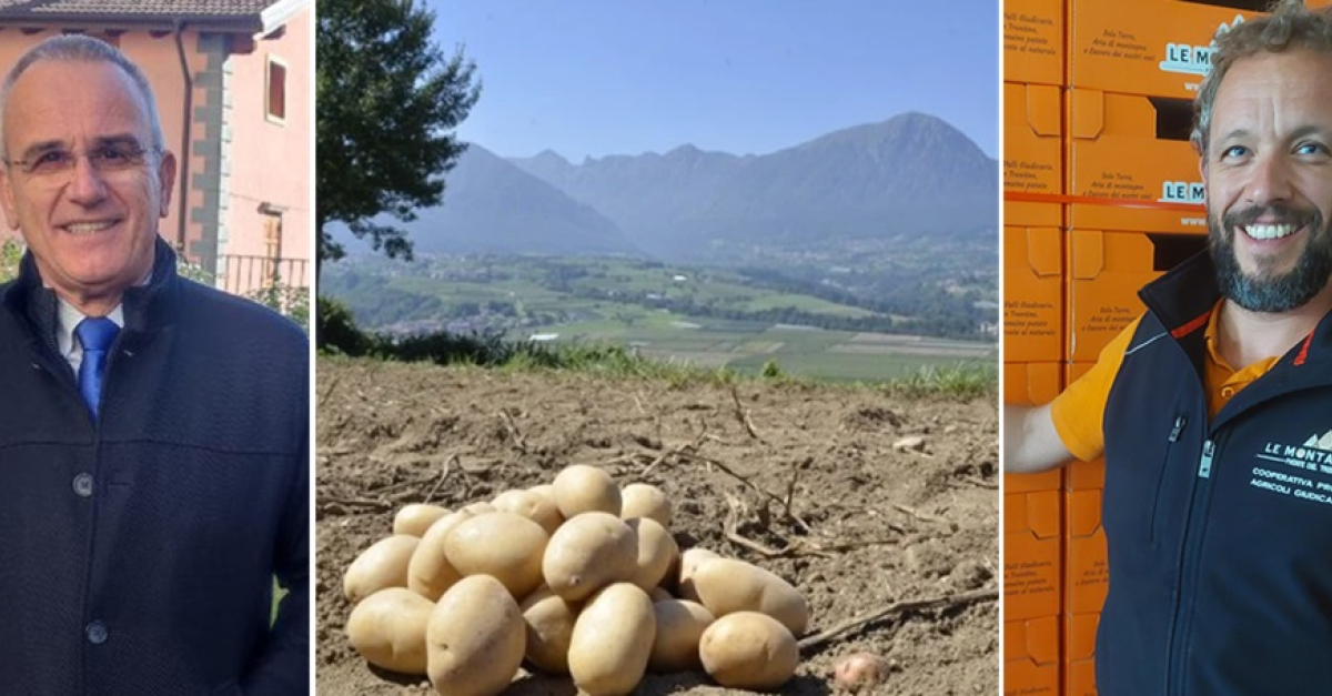 Europas Kartoffelernte bricht um bis zu 30 % ein: Flächenkürzung trifft Dürre