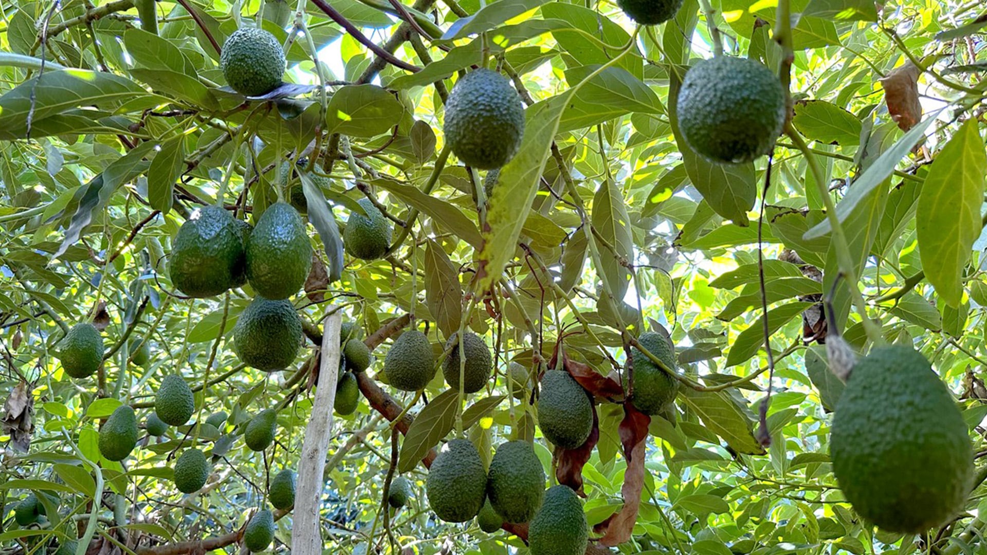 Demanda externa desloca área de morango para abacate e frutos vermelhos em Loukkos