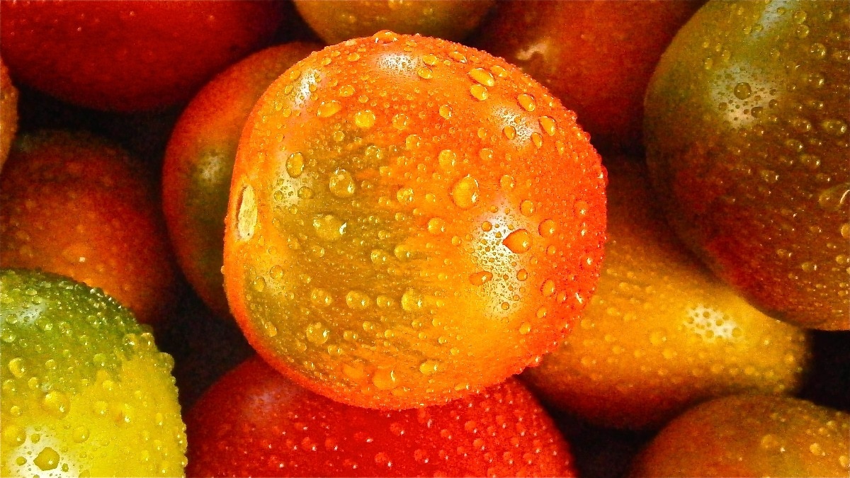 Calor, lluvias erráticas y falta de agua golpean la cosecha de tomate en India
