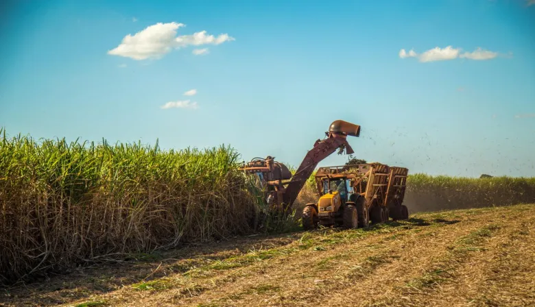 FAO-Zuckerpreisindex steigt im August um 11,9 Prozent: geringere Produktion in Brasilien, Importquote in Indien