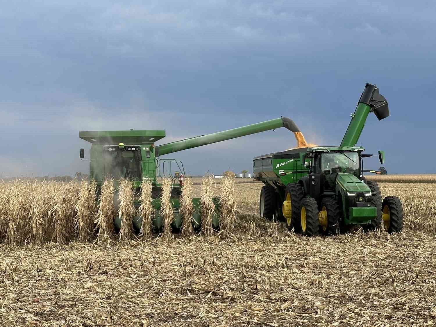 FEFAC: из-за жары импорт кукурузы в ЕС превысит 26 млн тонн