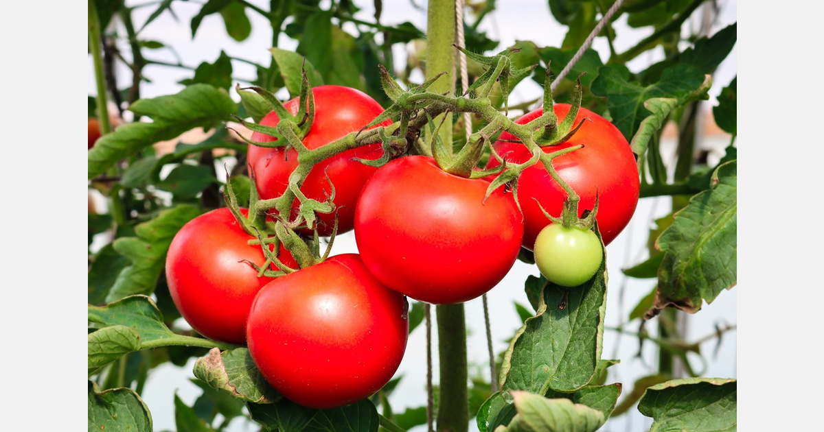La producción francesa de tomate fresco caerá un 4% en 2026, hasta 479.800 toneladas