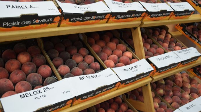 Francia roza las 220.000 toneladas de melocotón y nectarina pese a las olas de calor