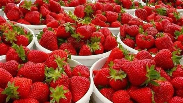 Morango congelado lidera exportações de alimentos do Egito com US$ 558 milhões