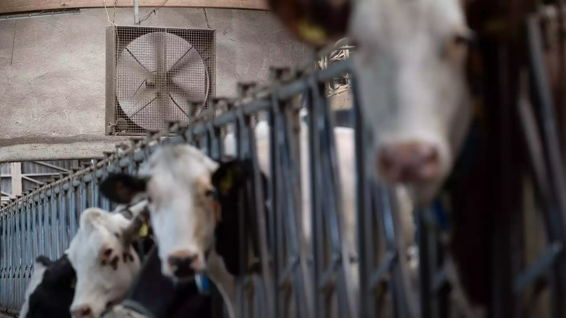 Milchindustrie fordert höhere Preise: Milchpreis auf Fünfjahrestief