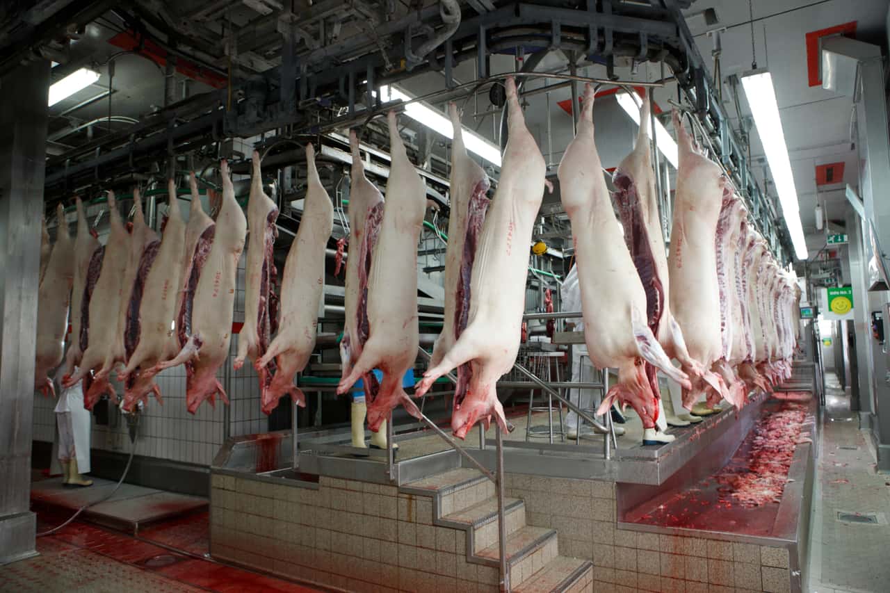 Las existencias de cerdo en cámaras alemanas suben a 104.000 toneladas