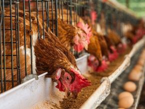 Ghana Secures $87 Million in Financing Pledges to Narrow Poultry Import Gap