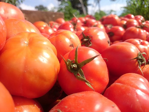 Ghana startet GHATSI: Ziel sind 400.000 Tonnen Tomaten pro Jahr
