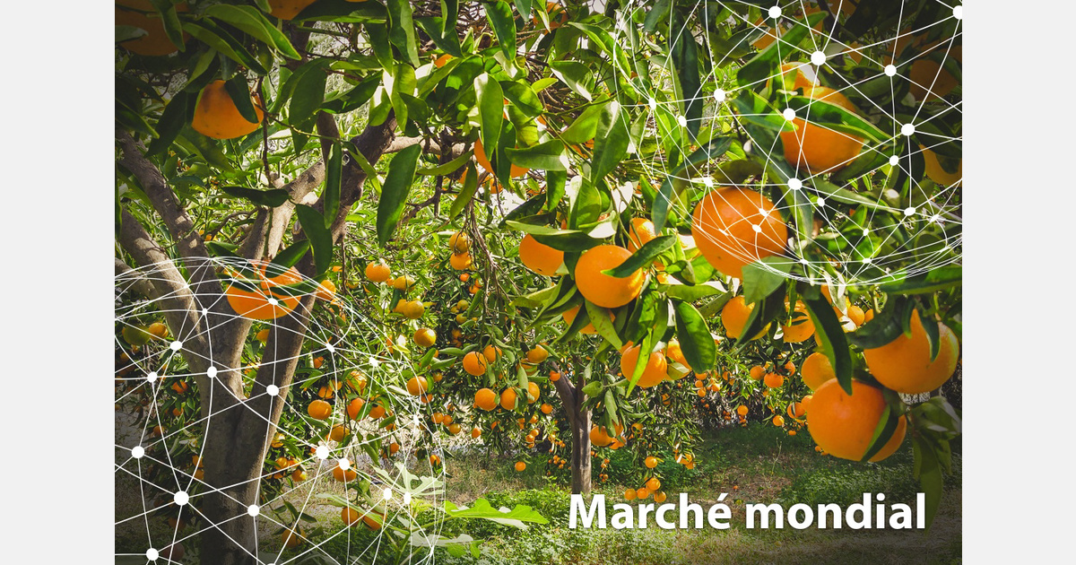 Weltmarkt für Orangen wechselt die Hemisphäre: Spanien erwartet 2,8 Millionen Tonnen