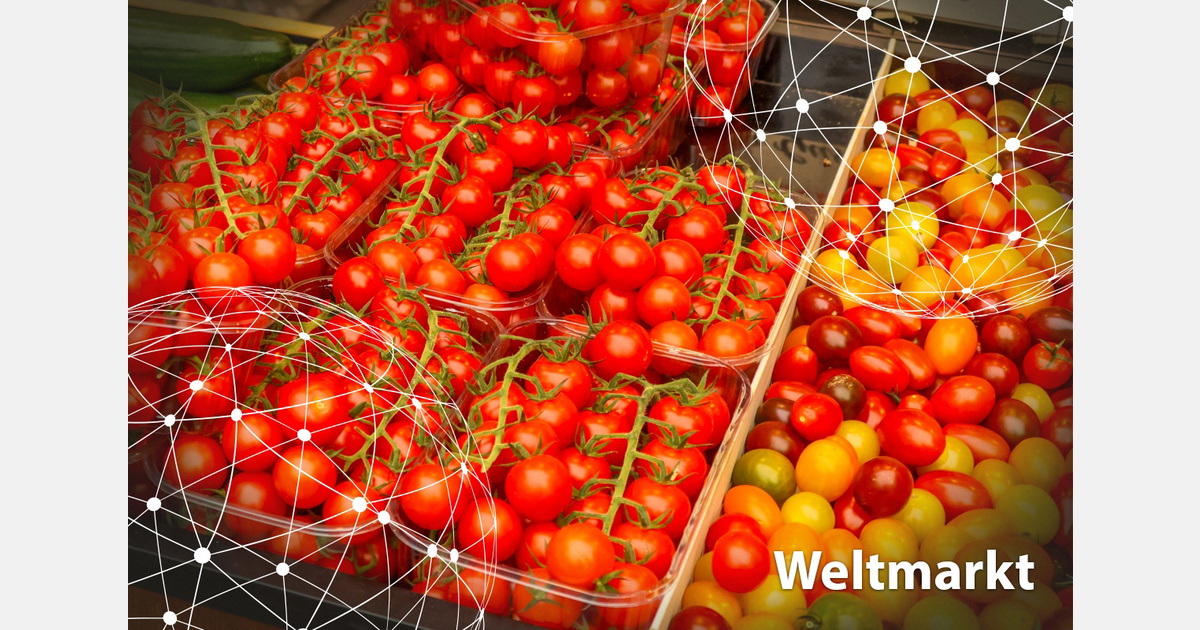 Weltmarkt Tomaten: Angebot und Preise driften beim Saisonwechsel nach Herkunft auseinander