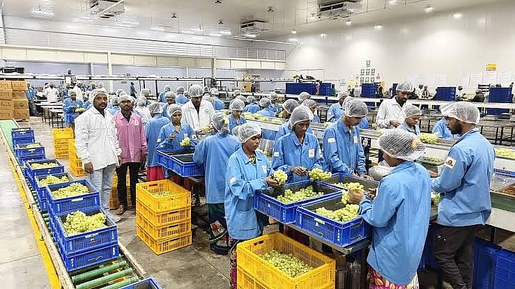 Uvas, cebolas e vinho ampliam a base exportadora de Nashik