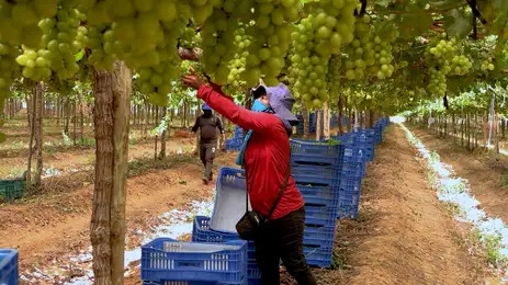 La uva, la caña de azúcar y la ganadería impulsan el agro de Pernambuco