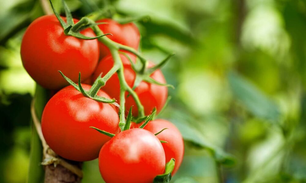 El calor y el vacío estacional reducen la oferta de tomate fresco en Túnez