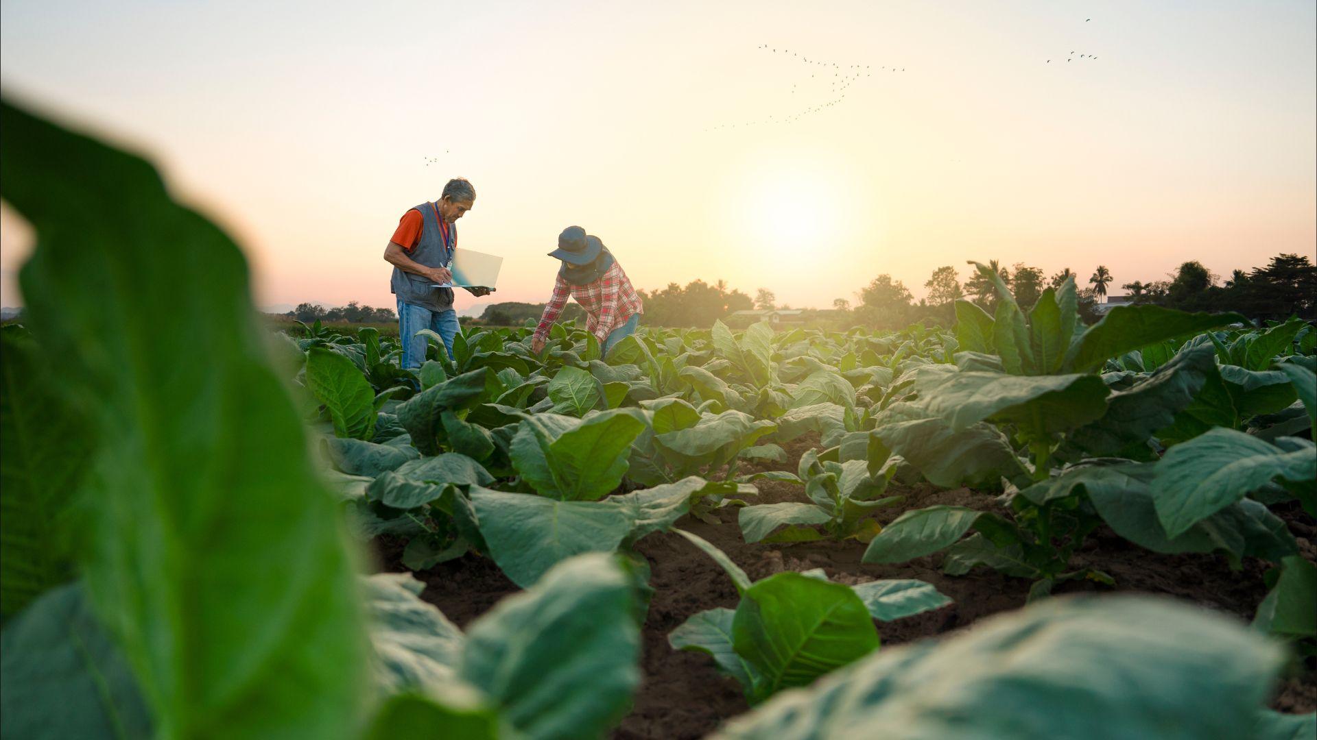 Más impuestos y nuevas restricciones transforman el tabaco en Polonia