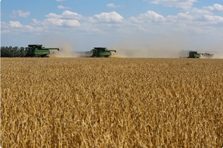 Höhere Weizenpreise erhöhen den Druck auf die Ernährungssicherheit arabischer Staaten