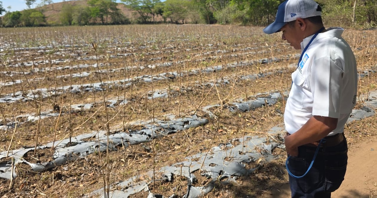 Honduras conserva solo 15.000 quintales de maíz apto para consumo humano