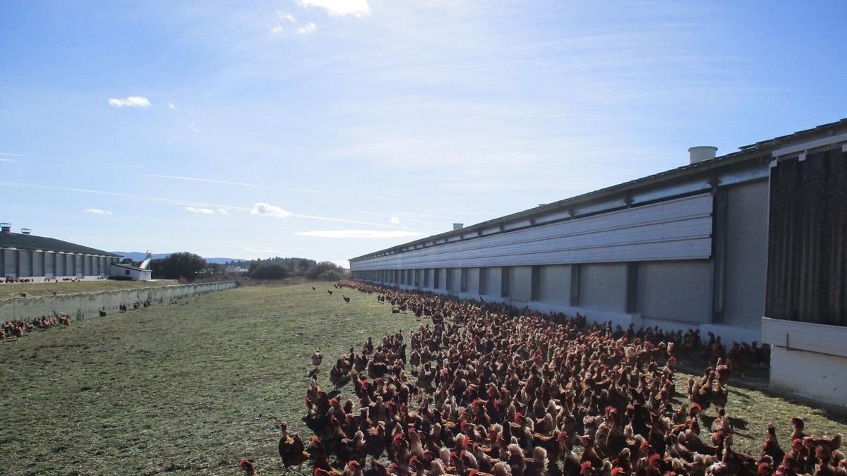Le fournisseur d'œufs de Mercadona investit 200 millions d'euros pour supprimer les cages d'ici 2028