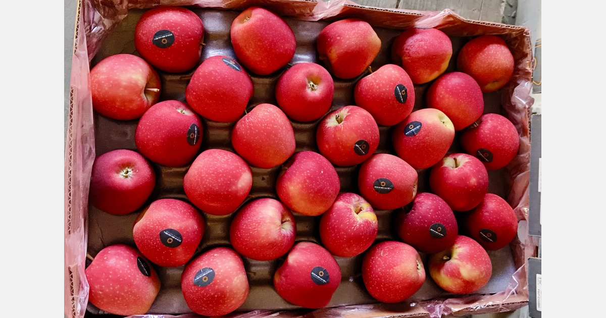 Safra de maçã da Índia pressiona importados enquanto compradores priorizam produto local