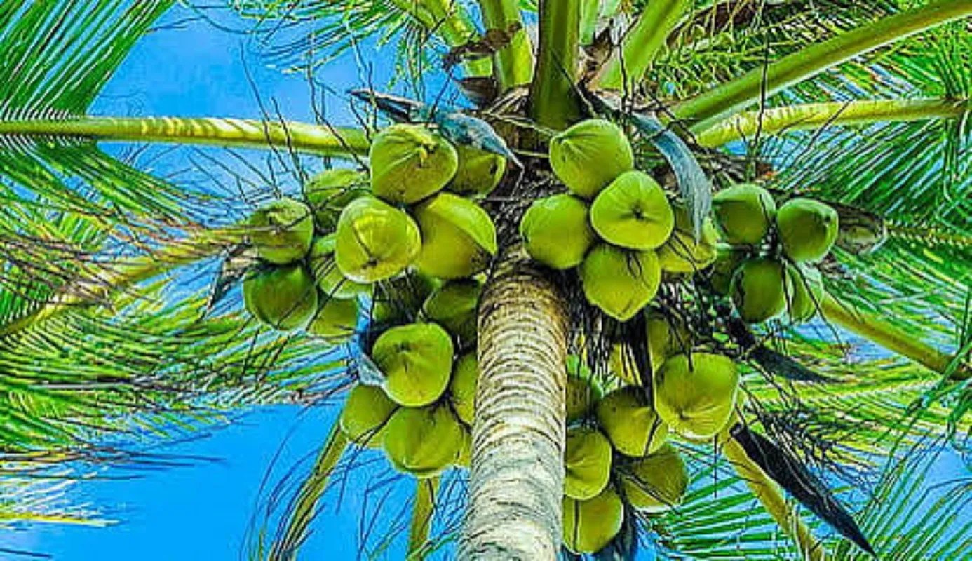 Indústria de coco da Índia avança para produtos de maior valor agregado