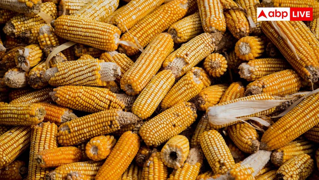 Expansão do etanol na Índia eleva custos de açúcar, milho e alimentos
