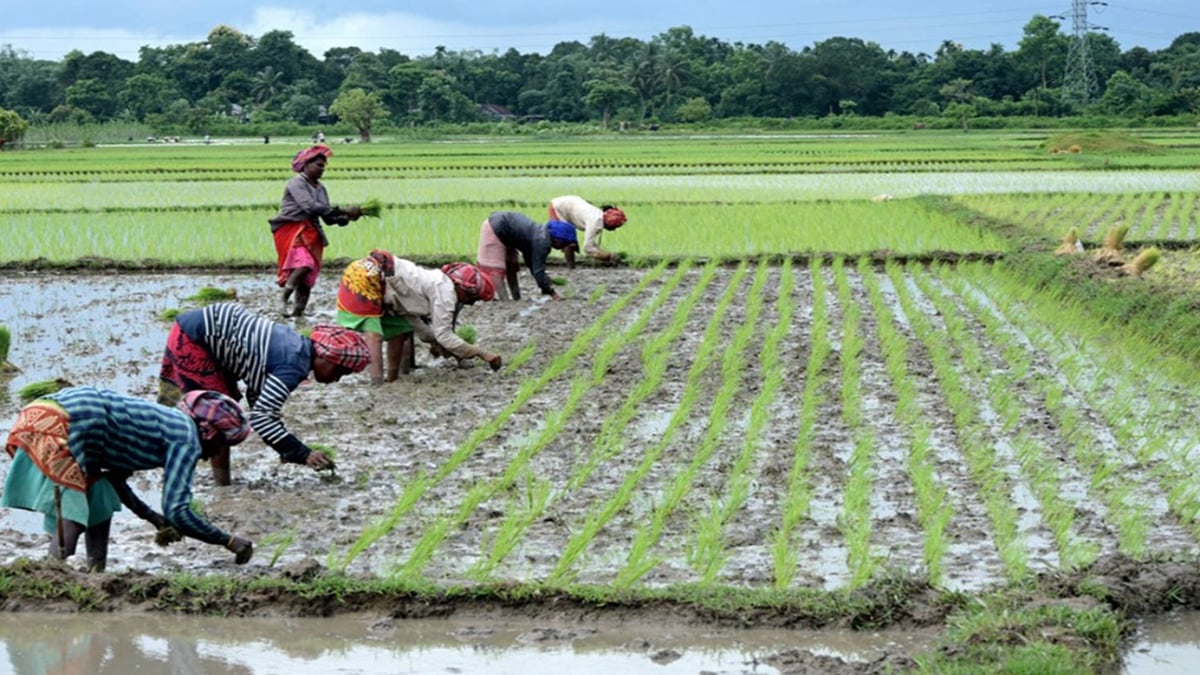 India: la superficie kharif se desplaza del maíz y la soja hacia las legumbres y el mijo