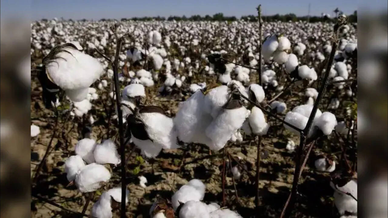 La nueva cosecha de algodón de India llega al mercado a ₹9.200–₹9.500 por quintal