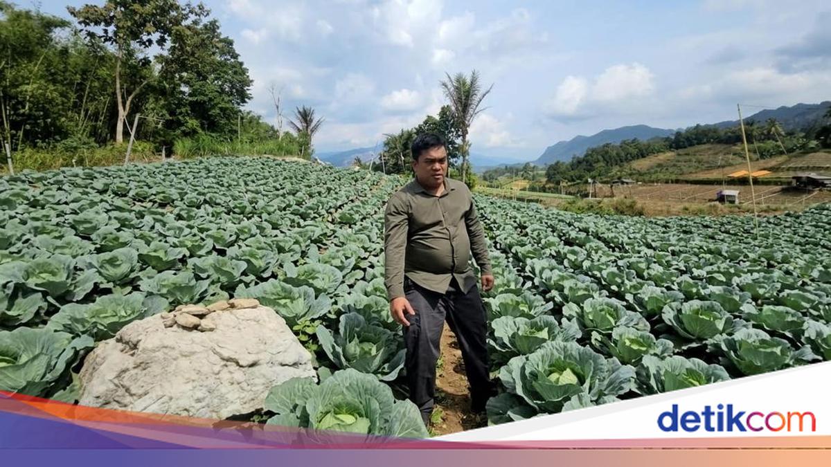 Indonesia impulsa la exportación de col de Dairi a mercados asiáticos