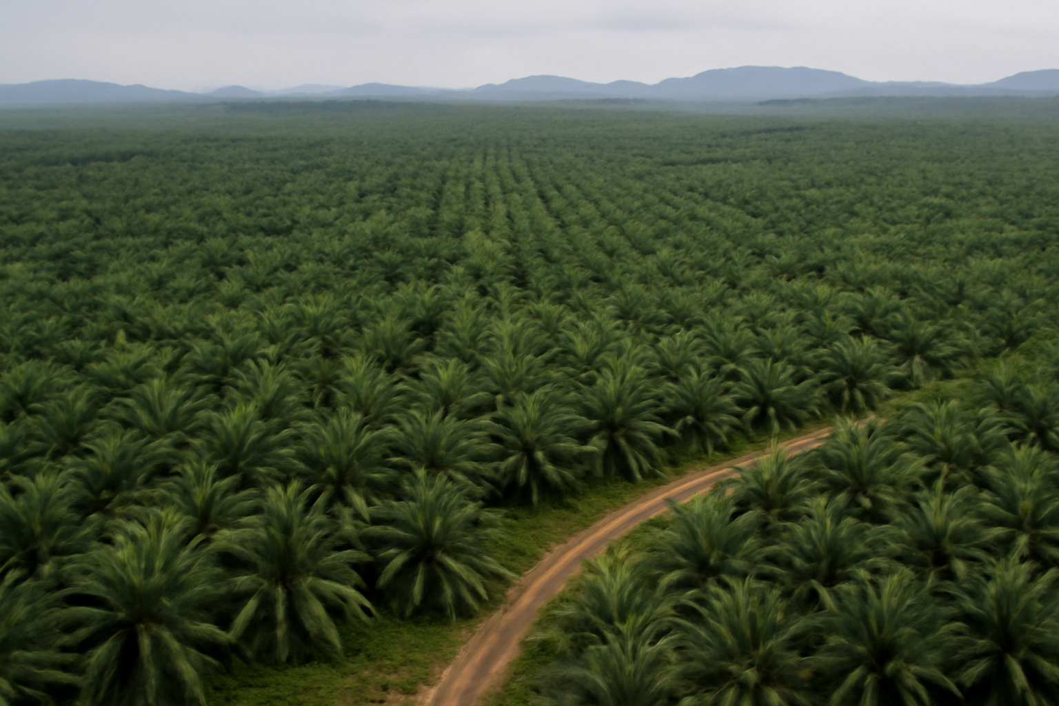 La superficie de palma aceitera de Indonesia se acerca al límite de capacidad de carga ambiental