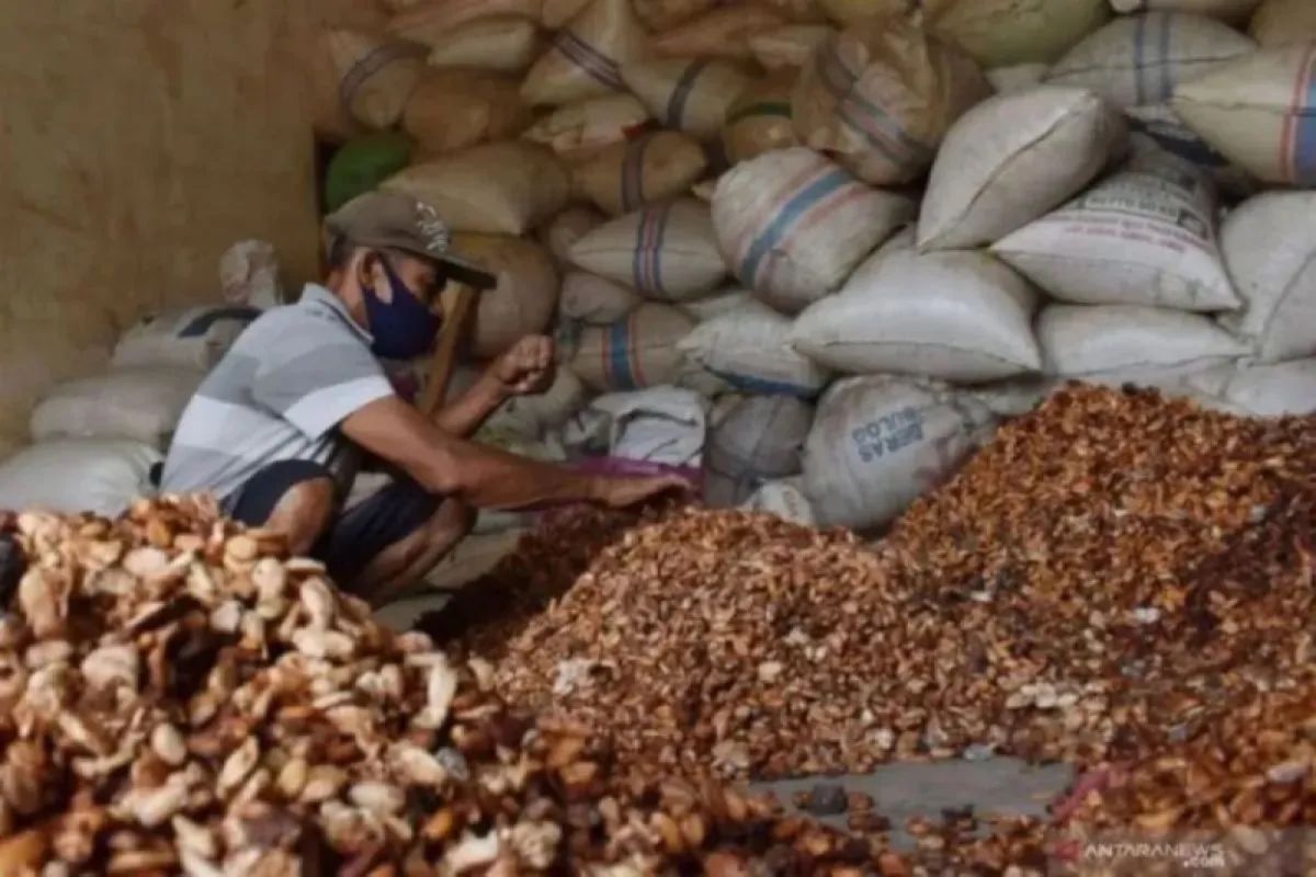 Indonesia eleva el precio de exportación del cacao por la menor oferta de África Occidental