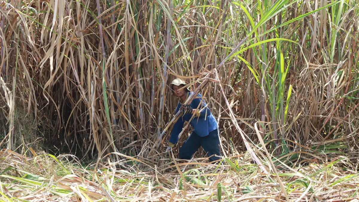 Indonesia estudia incluir azúcar en su programa de ayuda alimentaria