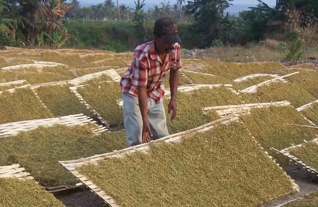 Indonesische Abgeordnete fordern strengere Tabakimportkontrollen zum Schutz der Bauern