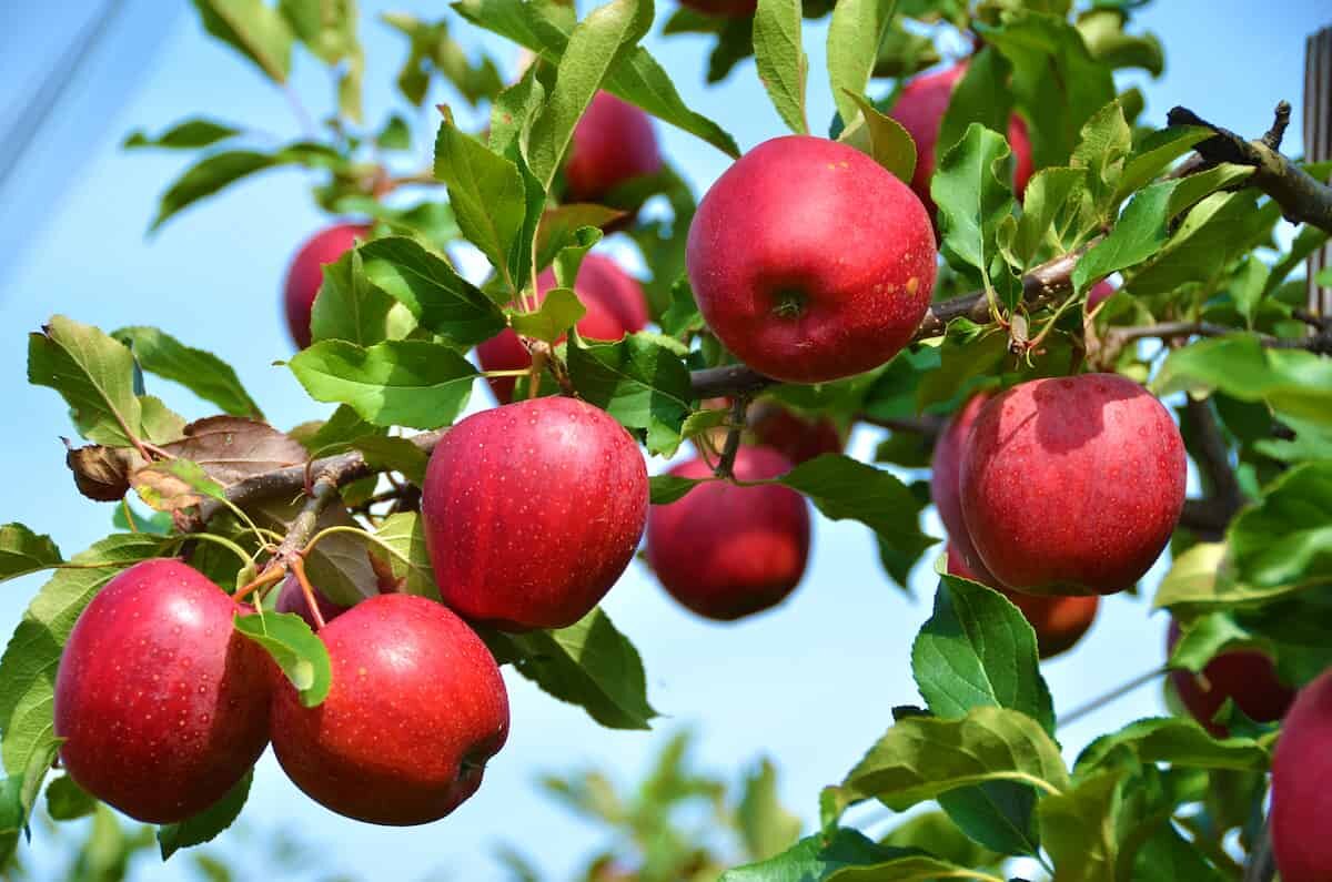 La principal región productora de manzanas de Irán afronta cuellos de botella en la exportación mientras aumenta la producción